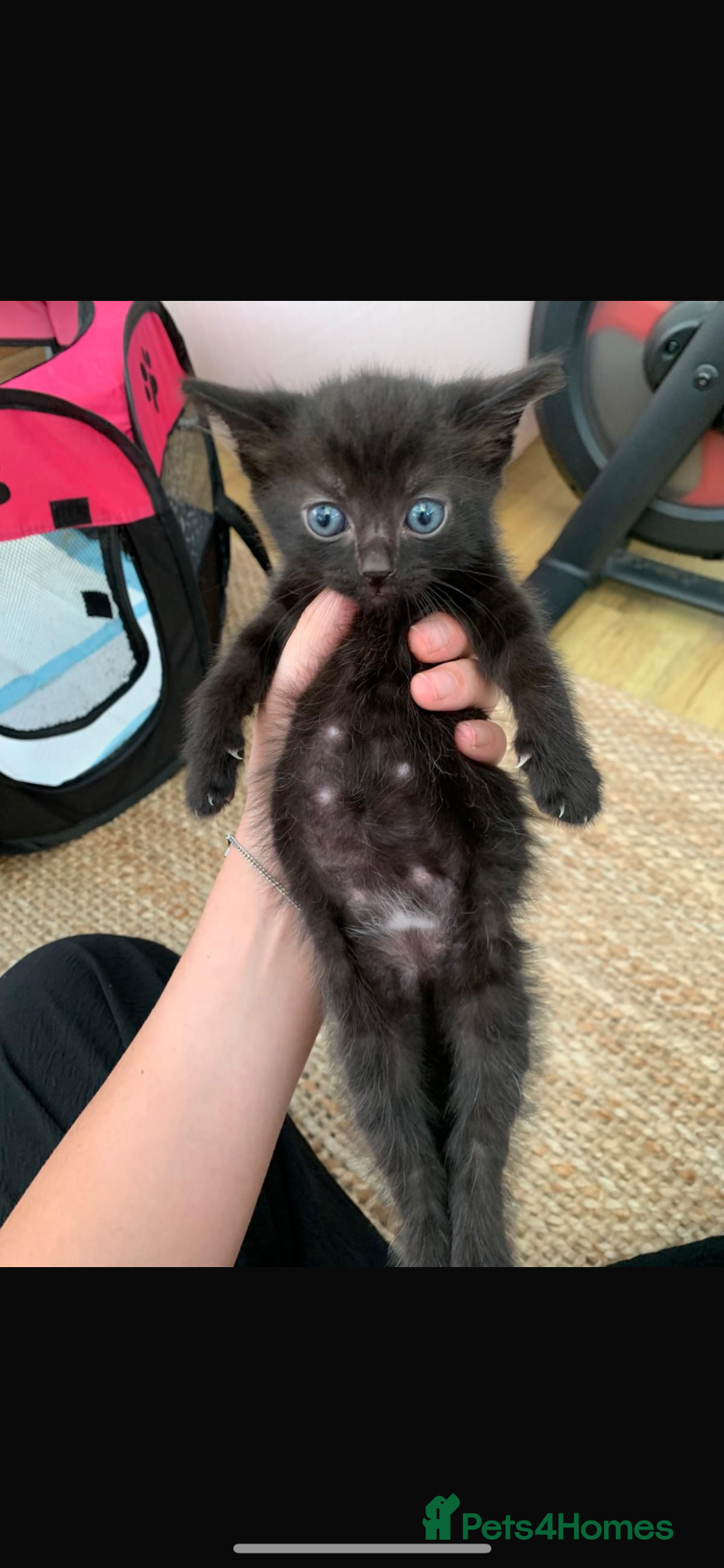 Mixed Breed cats Kittens for sale  - Advert 15