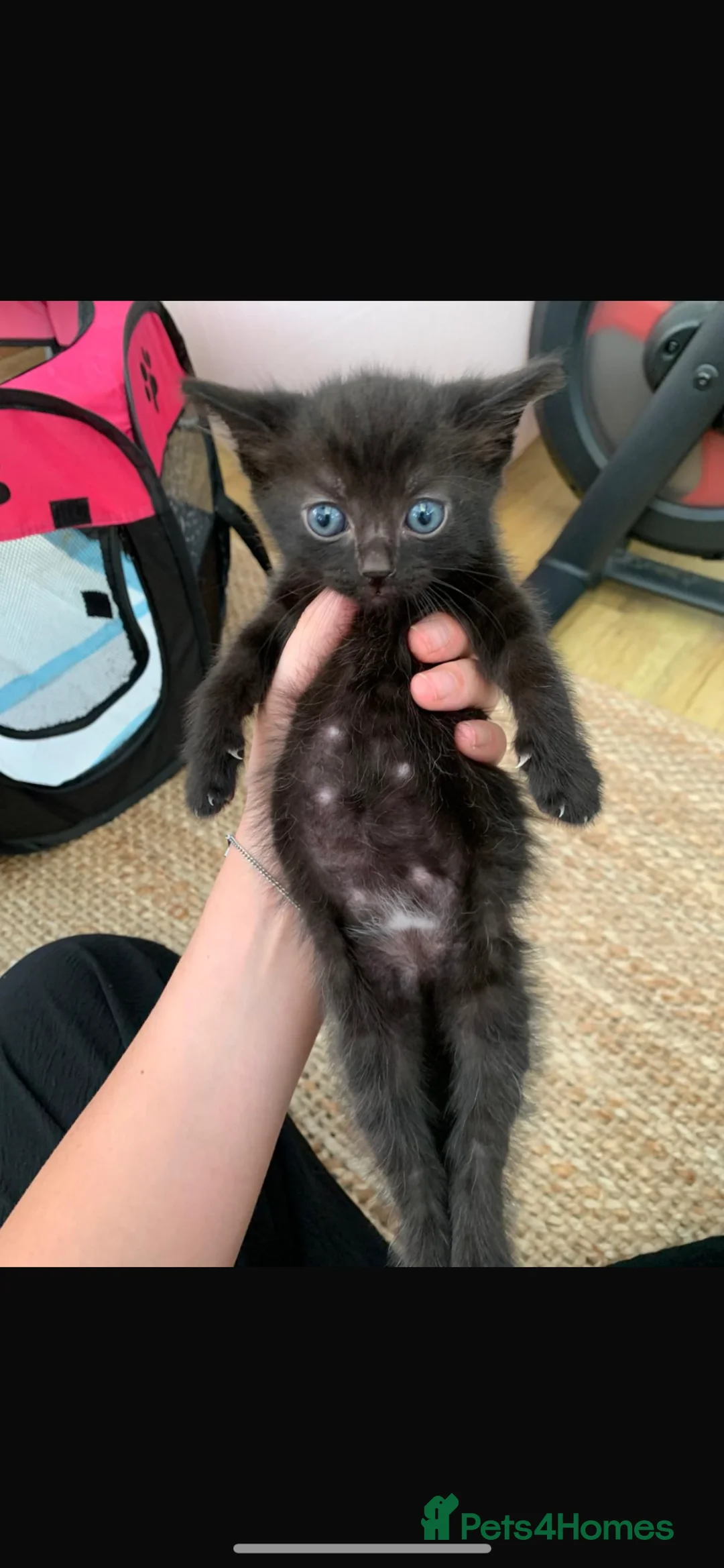 Mixed Breed cats for sale: Kittens for sale  - Advert 2