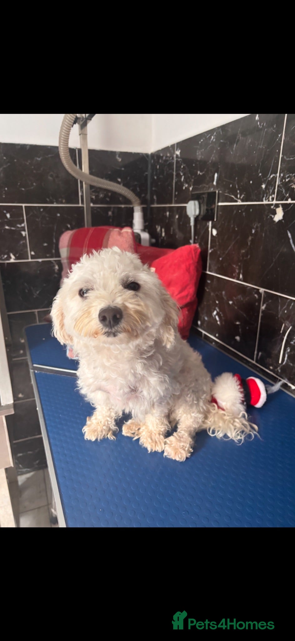 Bichon Frise dogs Mini Bichon Frise Looking for a Loving Forever Hom - Advert 1