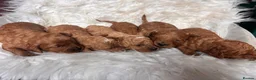Cavapoo dogs for sale: Gorgeous litter of Cavapoo puppies  in King's Lynn - Advert 23