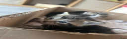 British Longhair cats for sale: Tabby long haired female  in Leeds - Advert 7