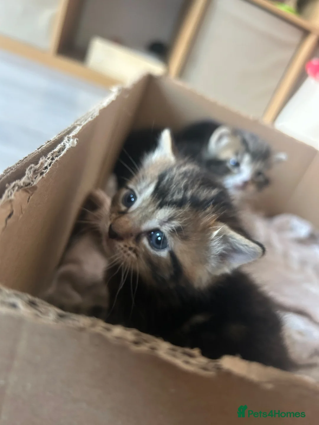 British Longhair cats for sale: Tabby long haired female  in Leeds - Advert 7