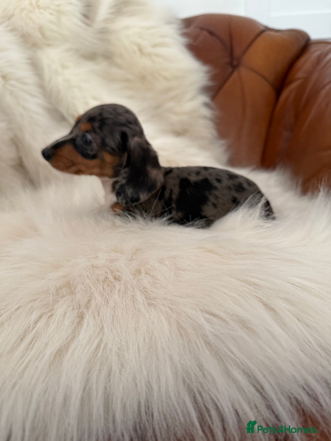 Miniature Dachshund dogs for sale: Stunning Silver & Chocolate Dapple Miniatures - Image 28
