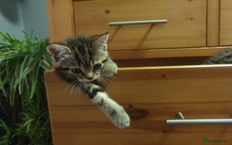 Mixed Breed cats for sale: Playful Tabby Kittens 😸  - Advert 2