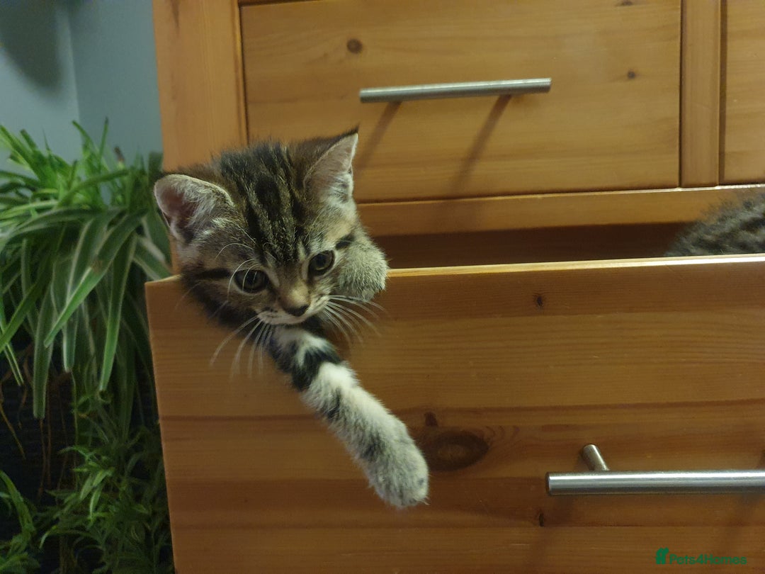 Mixed Breed cats for sale: Playful Tabby Kittens 😸  - Advert 2