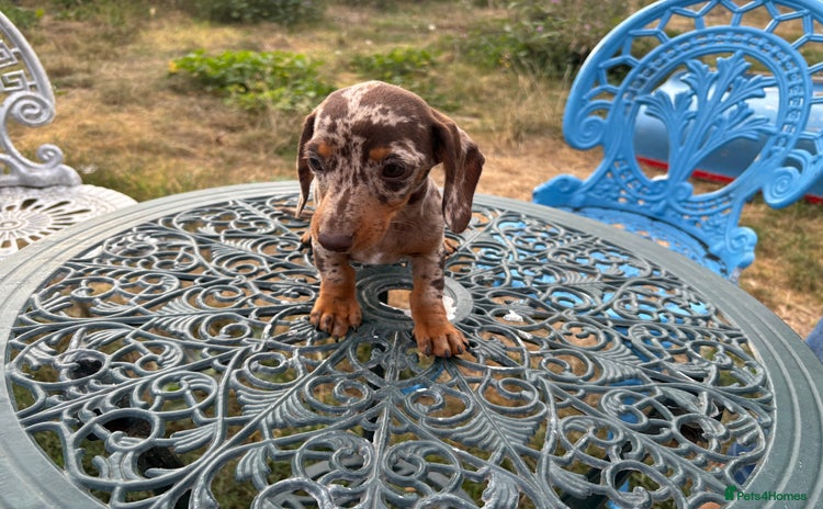 Miniature Dachshund dogs - Advert 9