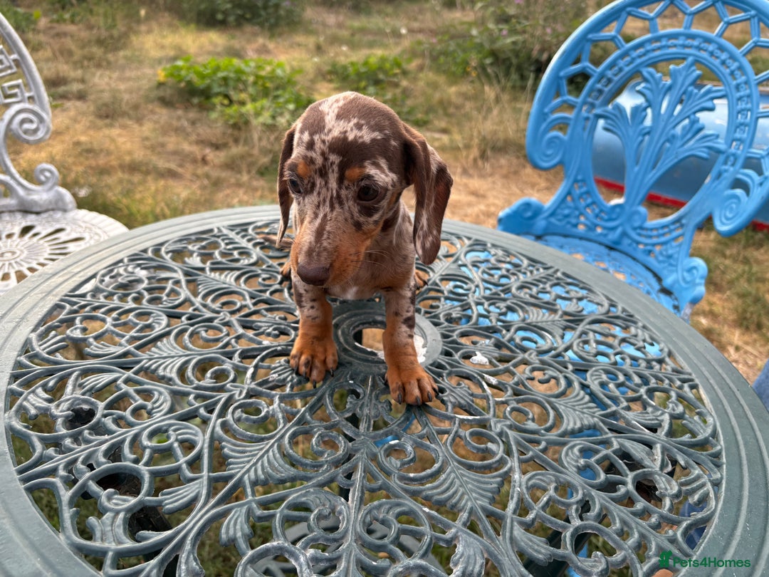 Miniature Dachshund dogs for sale:  Chocolate apple Miniature Dutch hound - Image 3