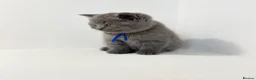 British Shorthair cats for sale: GCCF British short hair boy  - Advert 14