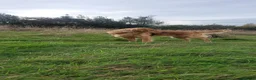 Golden Retriever dogs for stud: KC Registered/hips,elbow tested. - Advert 4