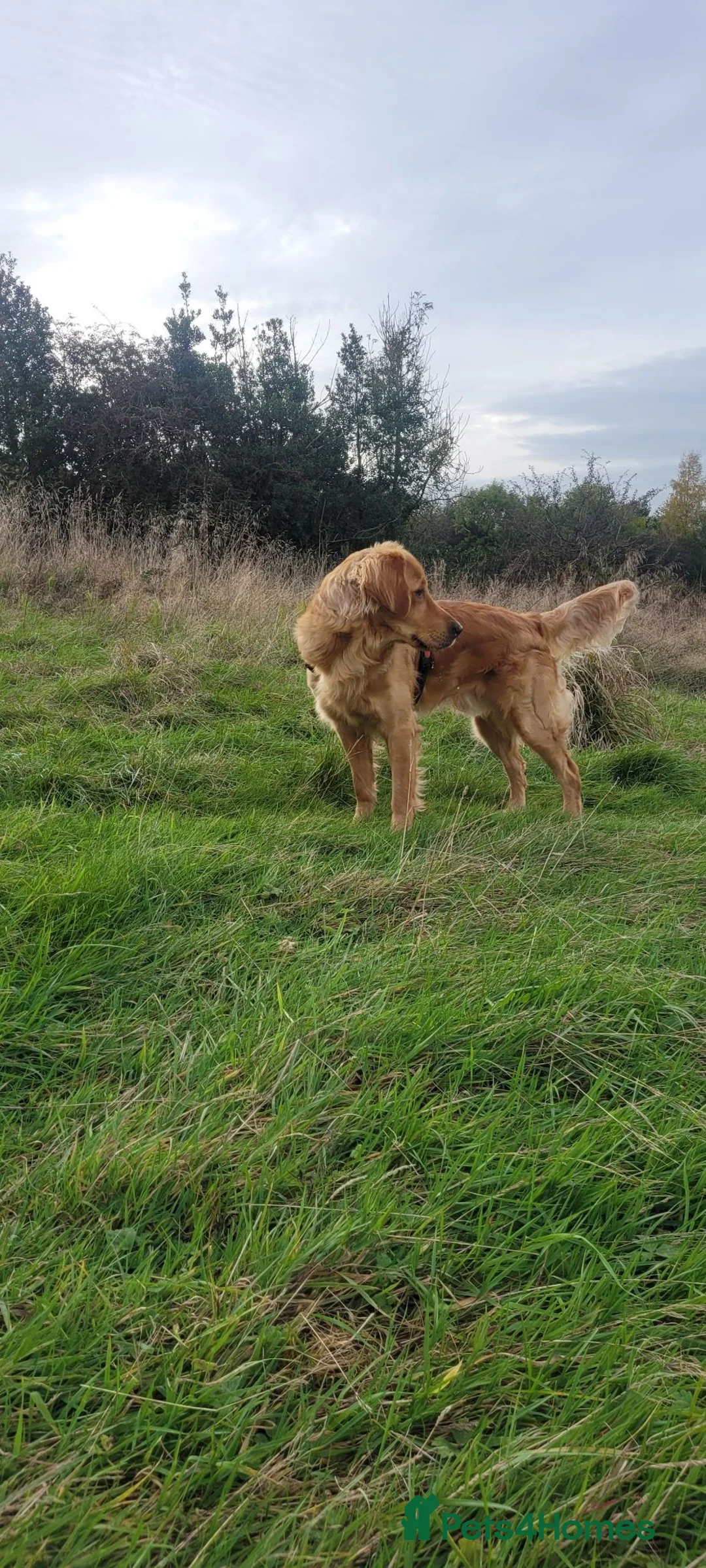 Golden Retriever dogs for stud: KC Registered/hips,elbow tested. - Advert 4