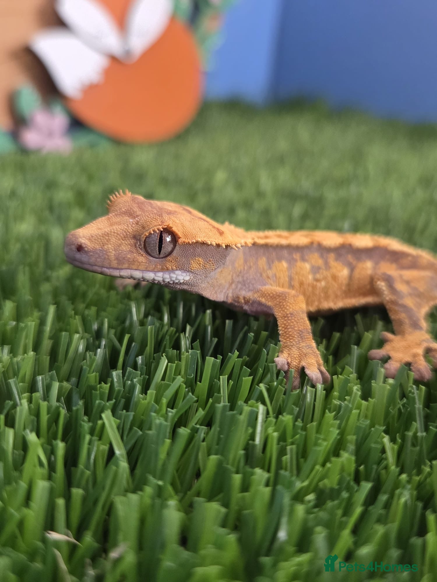 Gecko reptiles Baby Crested Gecko Reptile Crestie  - Advert 5