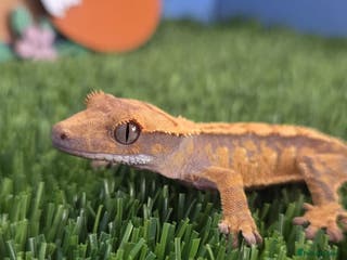 Gecko reptiles Baby Crested Gecko Reptile Crestie - Advert 14