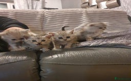 Persian cats for sale: Persian ready now - Image 5