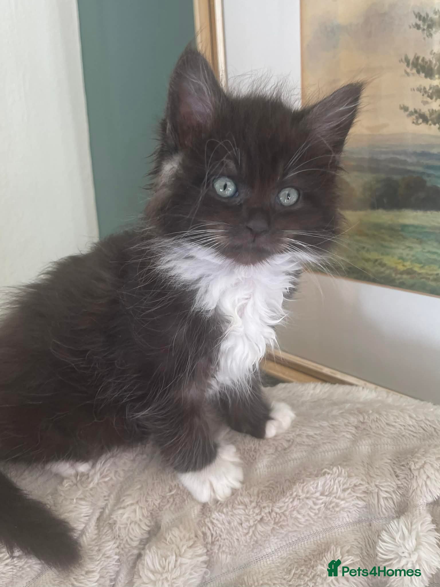 Ragcoon cats Ragdoll x Maine Coon  - Advert 5