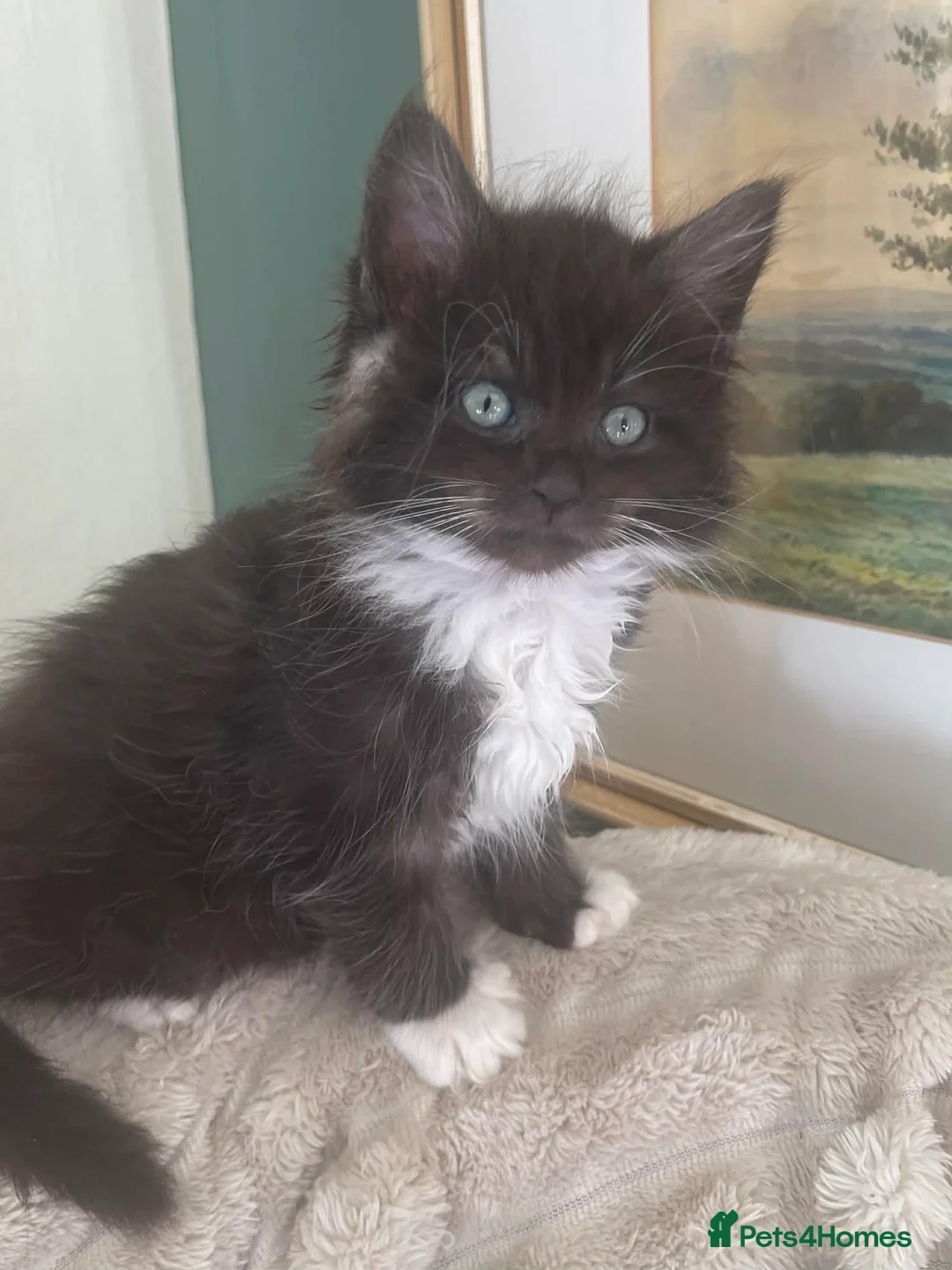 Ragcoon cats for sale: Ragdoll x Maine Coon  - Advert 1