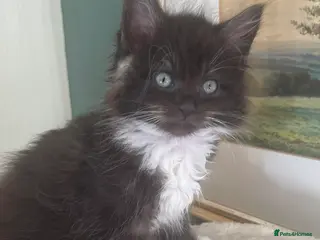 Ragcoon cats Ragdoll x Maine Coon - Advert 5