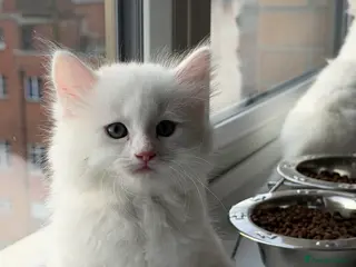 Ragdoll cats Ragdoll X British ShortHair Kittens in Staines - Advert 7