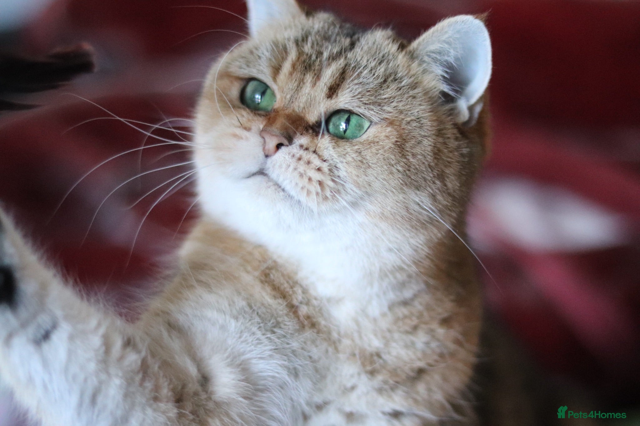 British Shorthair cats 🌟 Stunning Golden Queen–TICA ACTIVE Registered 🌟 - Advert 1