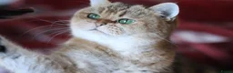 British Shorthair cats for sale: 🌟 Stunning Golden Queen–TICA ACTIVE Registered 🌟 - Advert 1