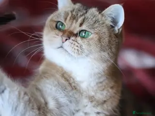 British Shorthair cats 🌟 Stunning Golden Queen–TICA ACTIVE Registered 🌟 - Advert 1