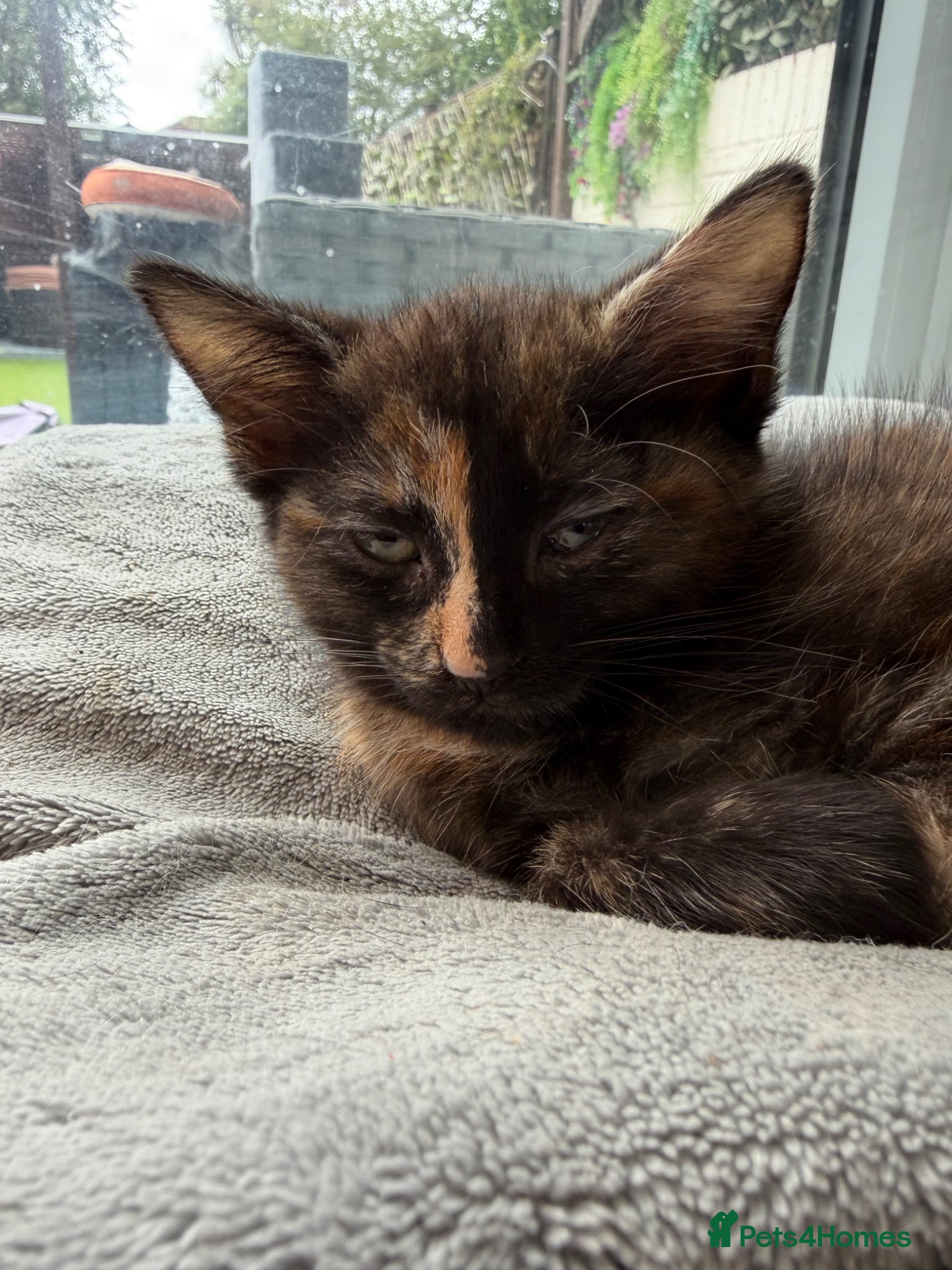 Mixed Breed cats for sale: Tortie Female Kittens - Advert 18
