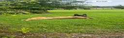 Belgian Shepherd Dog dogs for stud: STUD GSD x malinois - Advert 2