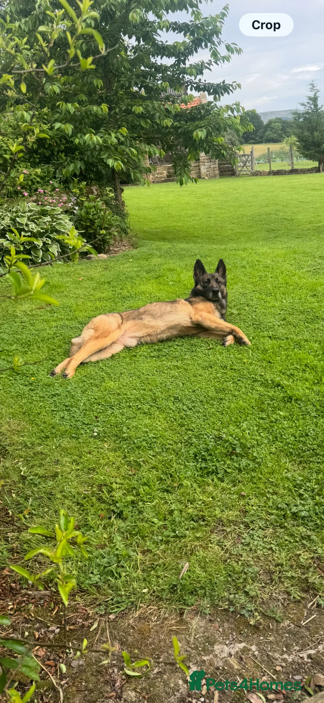 Belgian Shepherd Dog dogs for stud: STUD GSD x malinois - Advert 2