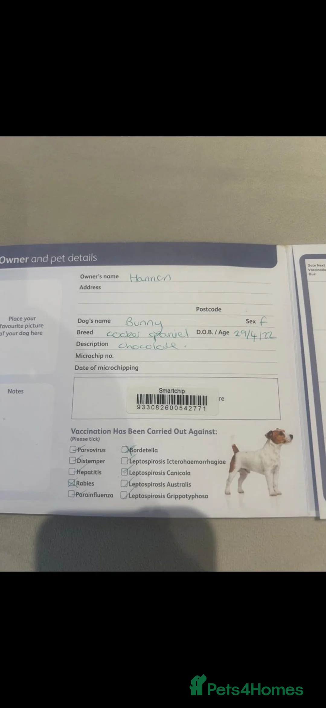 Cockapoo dogs for sale: Lovely 1 year old male Cockapoo in Northolt - Advert 4