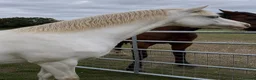 Welsh Section B horses for sale: Beautiful Cremello Welsh B mare - Advert 3