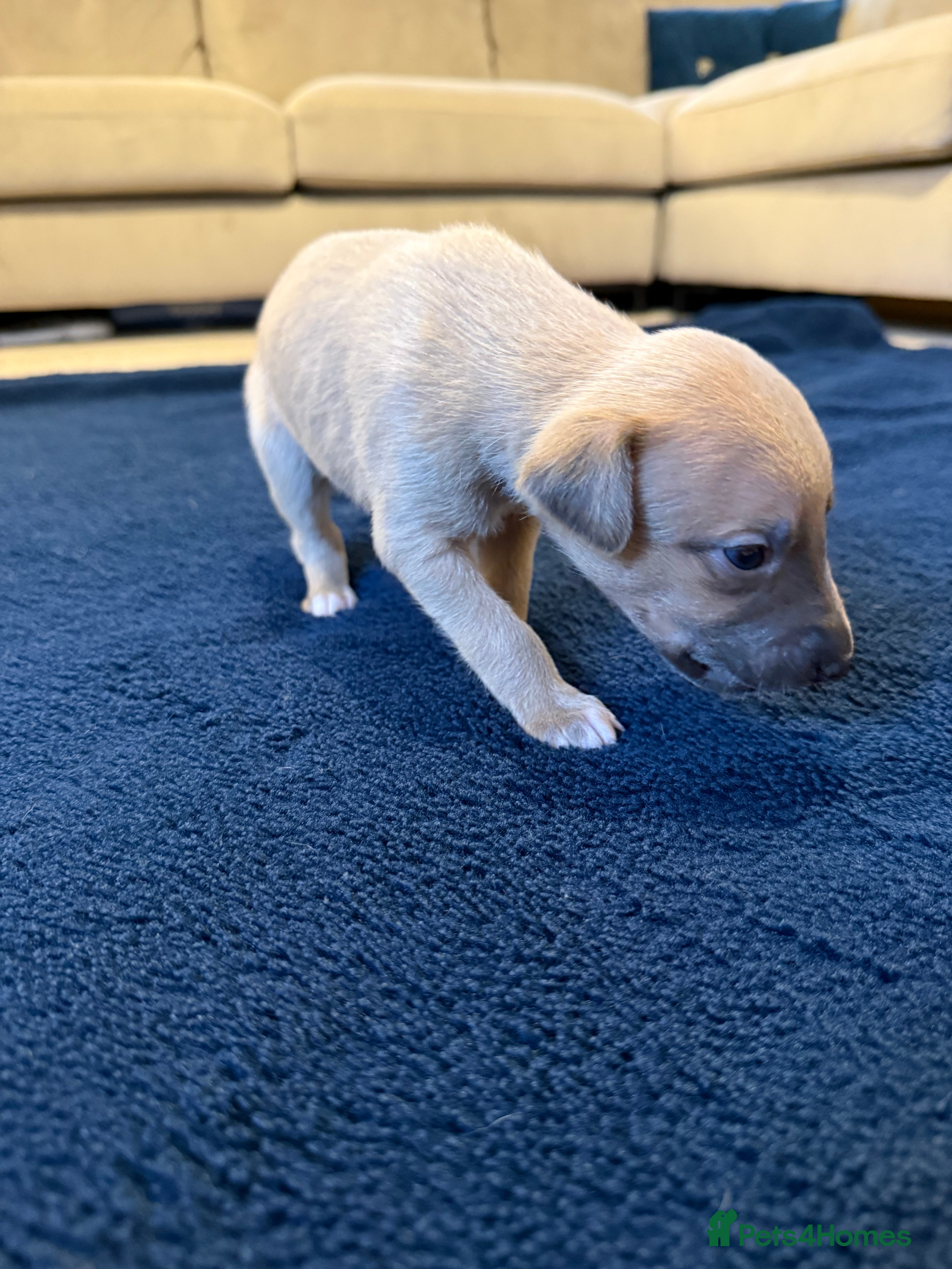 Whippet dogs One Beautiful Boy Left - Advert 7