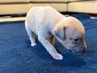 Whippet dogs One Beautiful Boy Left - Advert 7