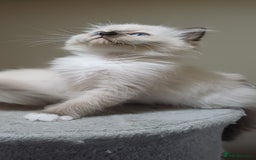 Ragdoll cats for sale: 2 Beautiful Girls available  - Image 3