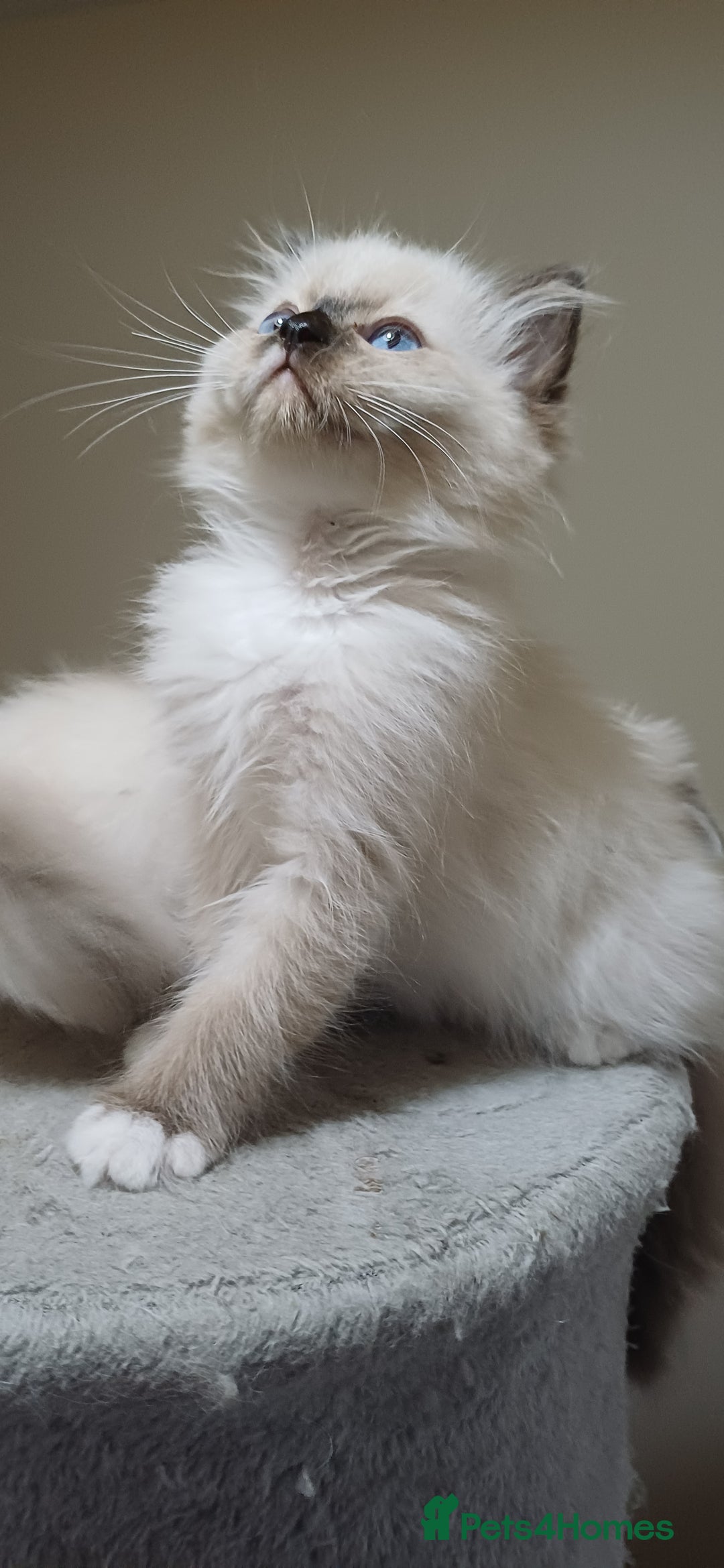 Ragdoll cats for sale: 2 Beautiful Girls available  - Image 3