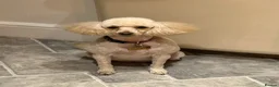 Cockapoo dogs for sale: Beautiful Cockapoo Puppies  - Advert 19