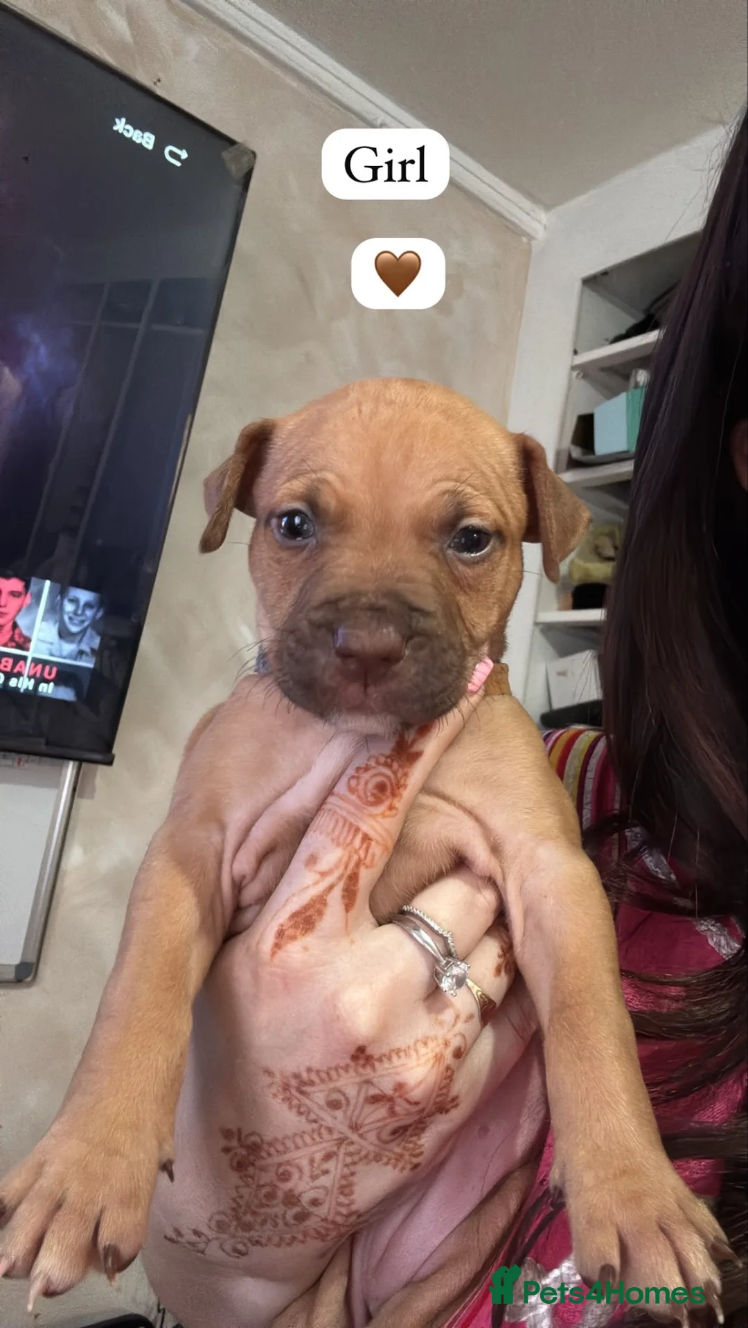 American Bull Staffy dogs for sale: Staff mixed beautiful dogs  - Advert 2