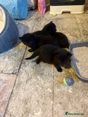 Ragdoll cats - Advert 1