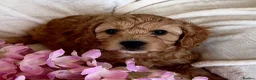 Cavapoo dogs for sale: Stunning F1 Cavapoos puppies  - Advert 5
