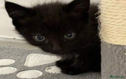 Mixed Breed cats for sale: 4 kittens looking for their forever homes  - Image 4