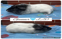 Guinea Pig rodents for sale: Guinea pig boars  - Image 3