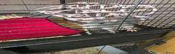 Rat rodents for sale: 3 female rats - Advert 4