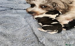Shihpoo dogs for sale: Shihpoo puppies in Devon ... we're back!  - Image 4