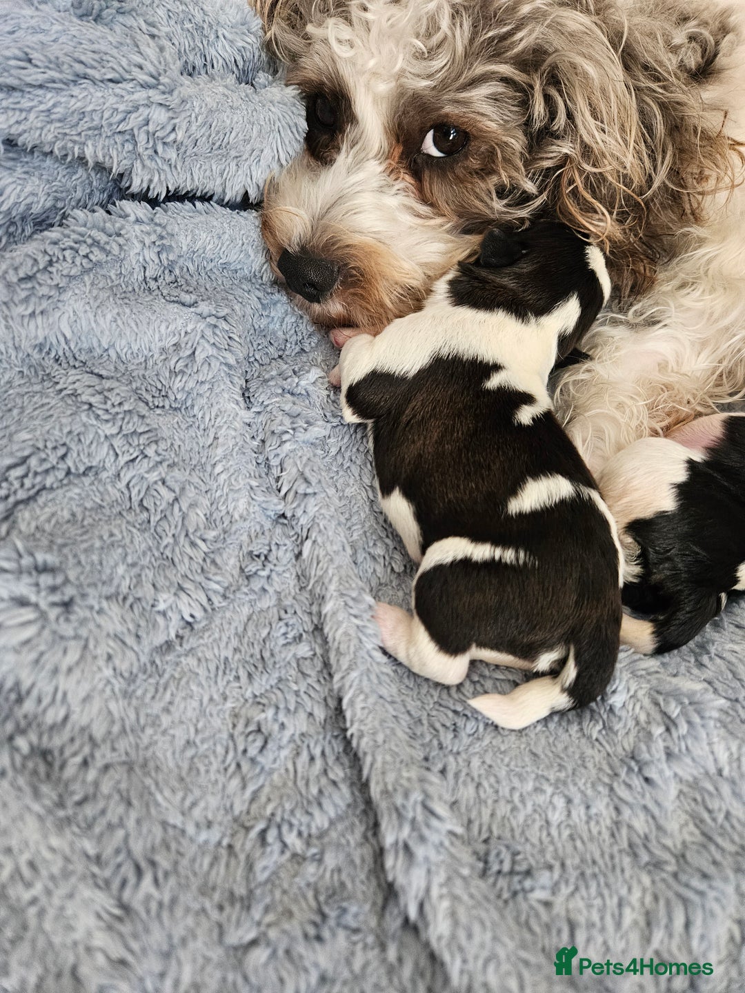 Shihpoo dogs for sale: Shihpoo puppies in Devon ... we're back!  - Image 4