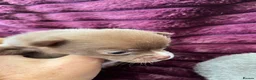 Chihuahua dogs for sale: Apple head chihuahuas  - Advert 5