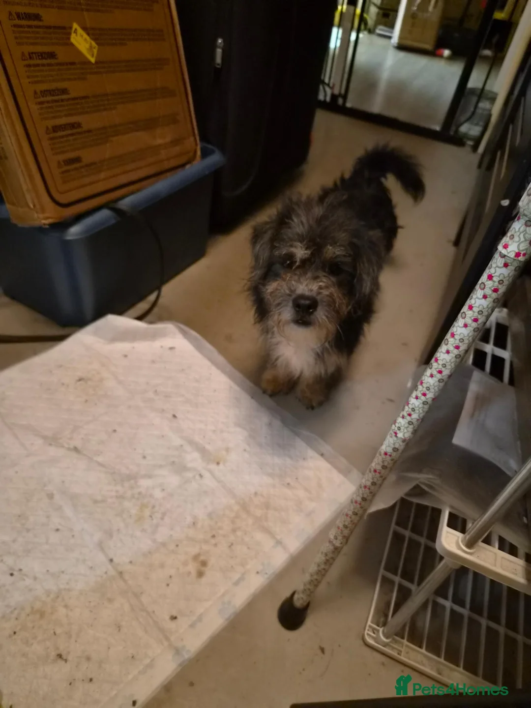 Mixed Breed dogs for sale: Woody and buzz in Cwmbran - Advert 2