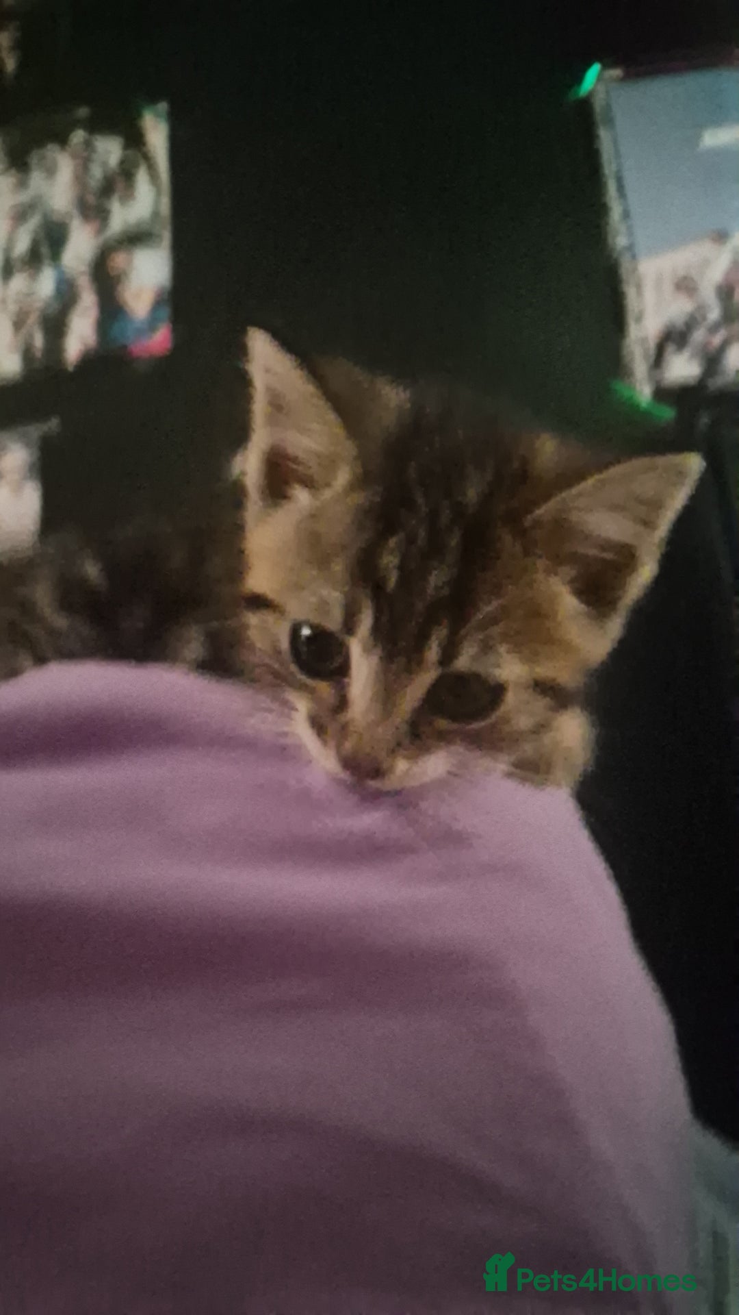 Mixed Breed cats for sale: British short hair cross  (19th July updated) in Stevenage - Image 1