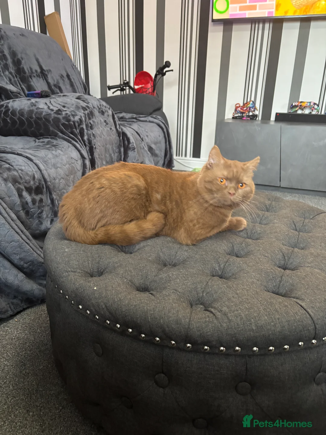 British Shorthair cats for stud: GCCF registered cinnamon British short haired  - Advert 4