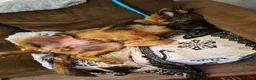 German Shepherd dogs for sale: Male German Shepherd - Reluctant Rehoming in Bristol - Advert 10