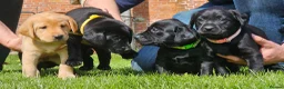 Labrador Retriever dogs for sale: KC labradors  - Advert 10