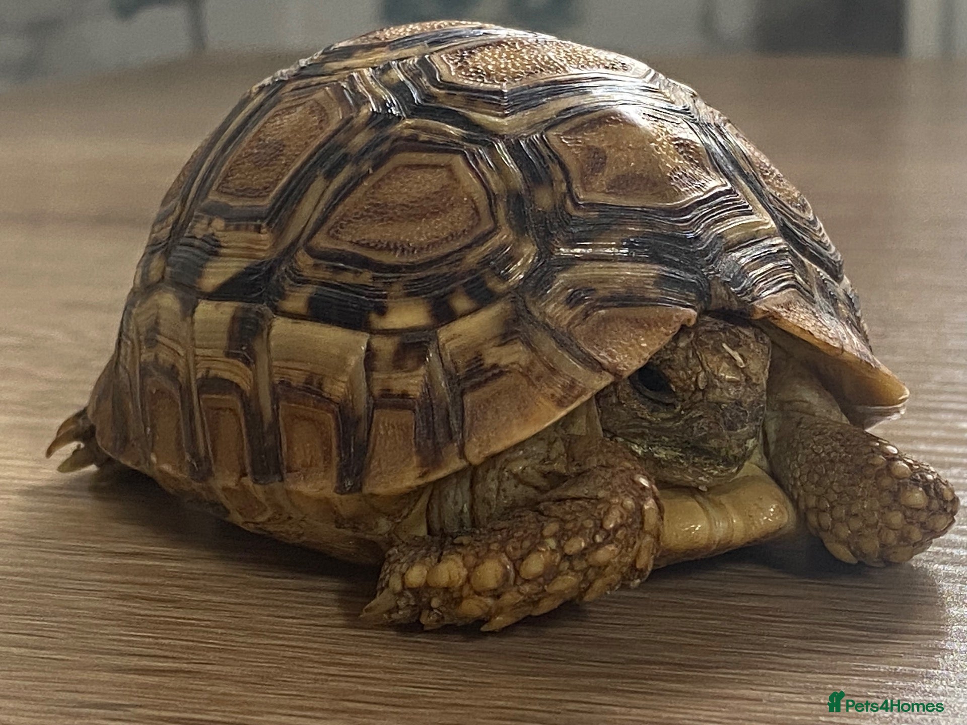 Tortoise reptiles Leopard Tortoise - Advert 2