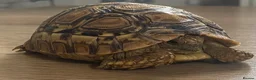 Tortoise reptiles for sale: Leopard Tortoise - Advert 1